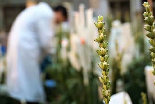 種業(yè)翻身路徑千萬條,抓住這個 牛鼻子 是第一條