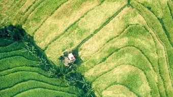 全球十大跨國種業巨頭將在第26屆農高會楊凌國際種業創新論壇集中亮相