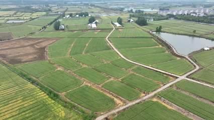 安徽白湖種業創新研發兩個小麥新品種，助力種業高質量發展