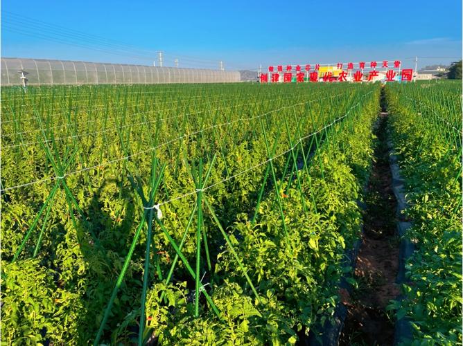 收好攻略，觀展不愁！2023云南·元謀第七屆蔬菜種業(yè)博覽會(huì)參展攻略