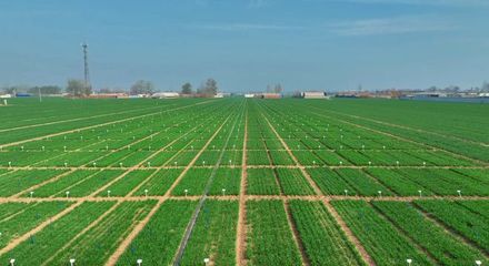 更全、更專(zhuān)、更廣 中國(guó)種子大會(huì)馬蘭小麥種業(yè)展示會(huì)引領(lǐng)種業(yè)創(chuàng)新