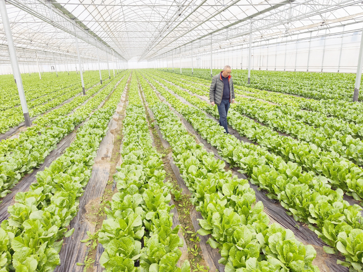 國(guó)際種業(yè)園區(qū)培育上百個(gè)新品種，推動(dòng)農(nóng)業(yè)現(xiàn)代化發(fā)展