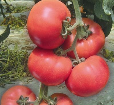 進口高產(chǎn)大棚專用凱撒2008番茄種子 點亮有機蔬菜基地的未來