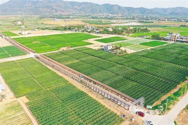 深度參與南繁產(chǎn)業(yè)建設(shè)，海墾南繁產(chǎn)業(yè)集團 打造種業(yè)新力量