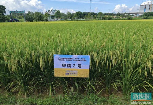 黃埔區現代種業產業園早造觀摩會 水稻所聯合主辦助力種業振興